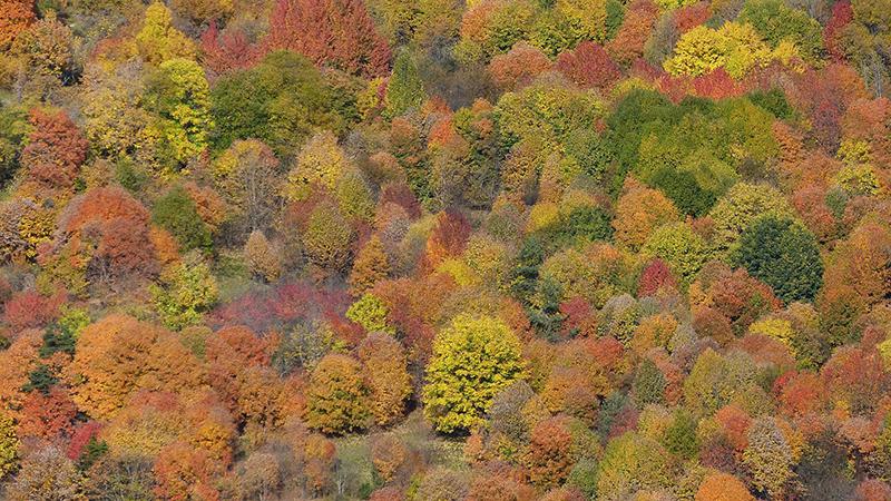 Couleurs d'automne en Maglia, à la fin du mois d'octobre