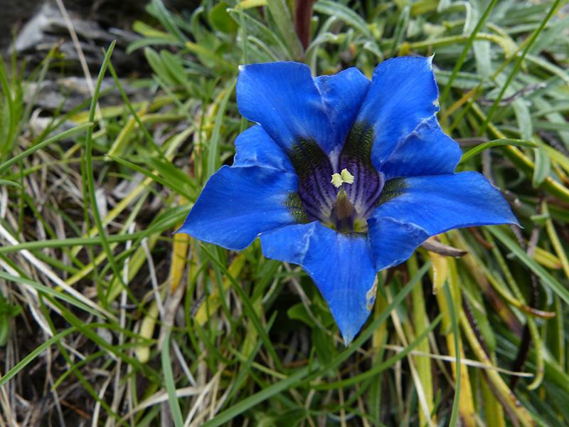 Gentiane de Ligurie (Gentiana ligustica)