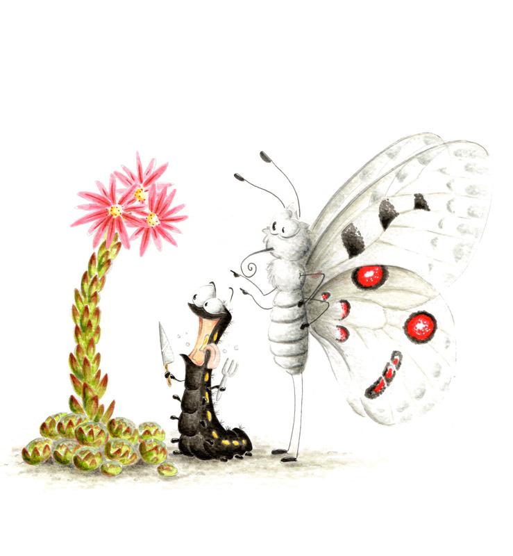 Drôles de bêtes n°07 : le papillon et sa plante-hôte