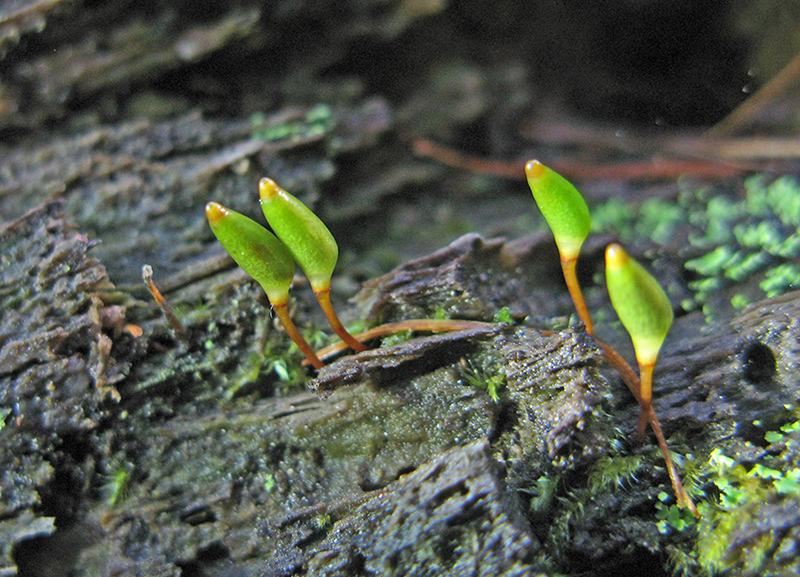 Buxbaumie verte (Buxbaumia viridis), espèce patrimoniale de bryophyte