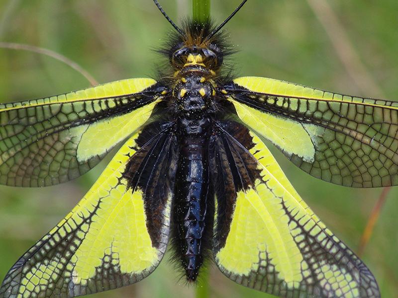 Ascalaphe soufré (Libelloides coccajus) sur l'adret du Bachelard