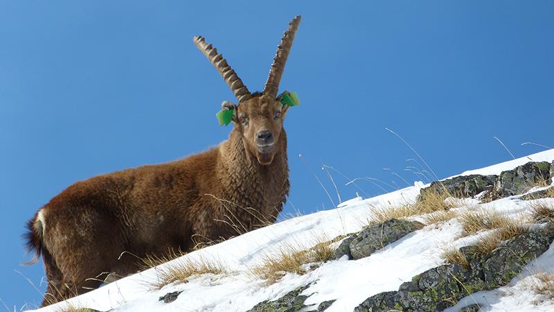 Bouquetin mâle marqué aux oreilles avec des boucles d'identification