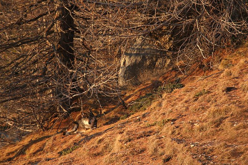 Dordogne : Un loup gris identifié à une quarantaine de kilomètres de  Périgueux