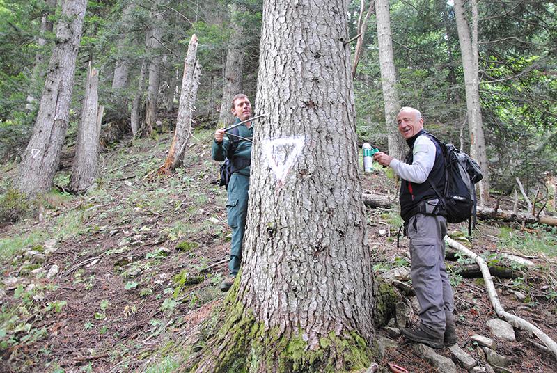Marquage d'arbres dans le cadre d'un contrat Natura 2000 « bois sénescents »