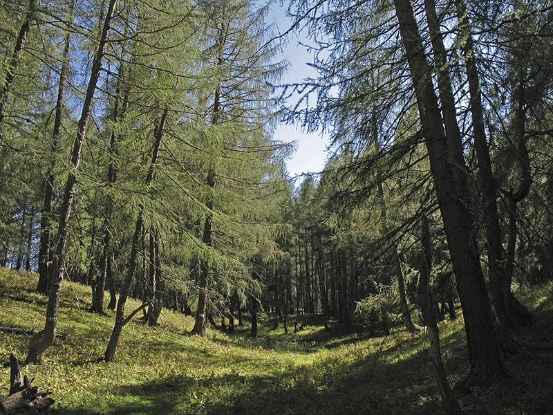  Mélézin de la forêt de Ratery à Colmars-les-Alpes 