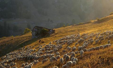 Fête de la transhumance_Saint-Étienne-de-Tinée