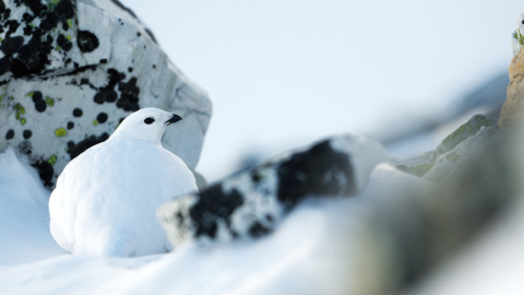 Survivre en montagne - Stratégies d'adaptations_Saint-Étienne-de-Tinée