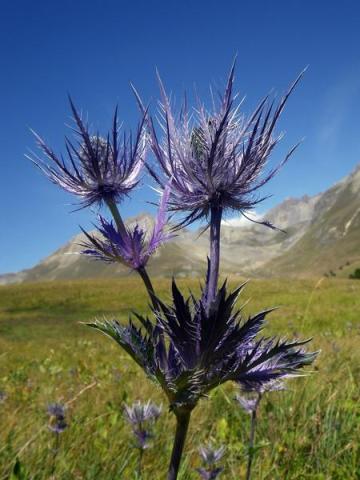 Découvrons nos trésors botaniques…_Barcelonnette - Reine des Alpes