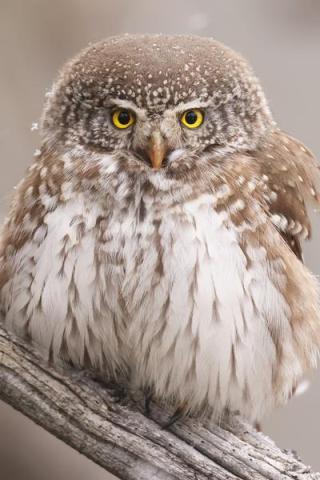Rencontre avec le photographe animalier Cédric Robion_Saint-Étienne-de-Tinée