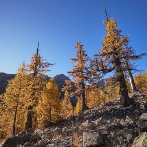 Mélézin en automne - Mélézin en automne