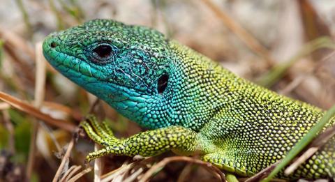 Lézard vert mâle - Auteur : PIERINI Philippe