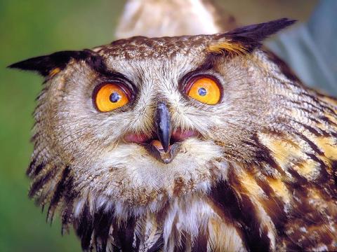 Hibou grand duc