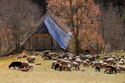 Troupeau de moutons - Auteur : GOURON Claude