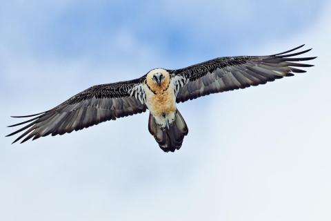 Animaux du parc national du Mercantour_Isola