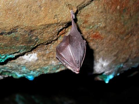 Nuit de la chauve-souris._Roubion
