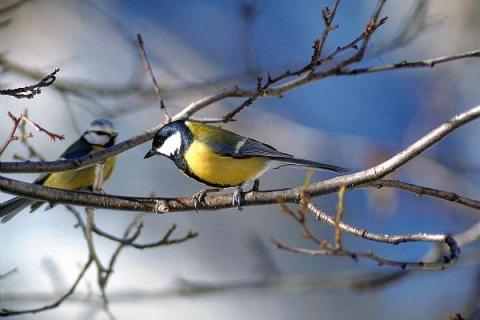 Les oiseaux de mon village_Belvédère