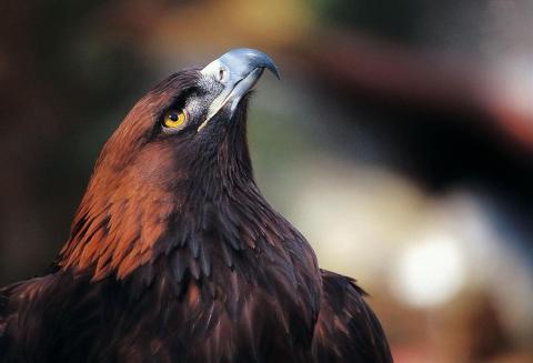 Royale rencontre_Tende