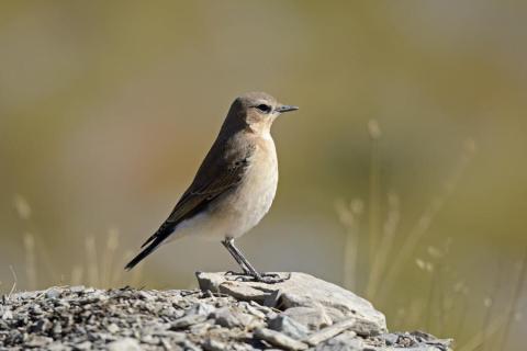 Les oiseaux de l'Authion, d'alpages en forêt_Moulinet