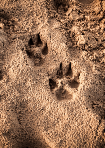 Sur les traces des animaux sauvages_Saorge
