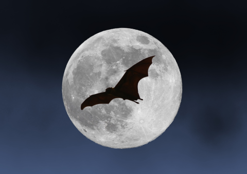 Nuit Internationale de la Chauve-Souris : sortie nocturne et observation_Breil-sur-Roya