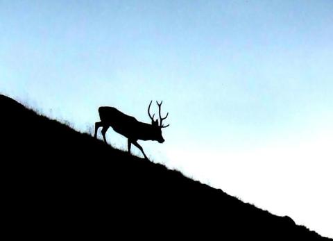 A l'écoute du brame du cerf_Tende