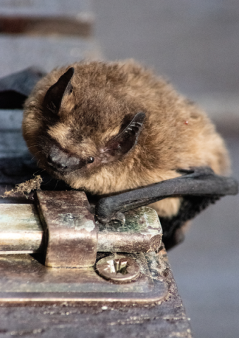 Apéro-Chiro : Film court sur les Chauves-Souris et discussion autour d'un verre_Tende