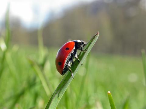 Observation des insectes, jeux et bricolage_Tende