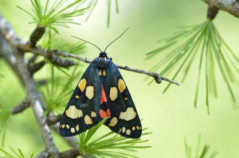Réveil de la Nature : Sortie papillons, oiseaux et autres petites bêtes_Sospel
