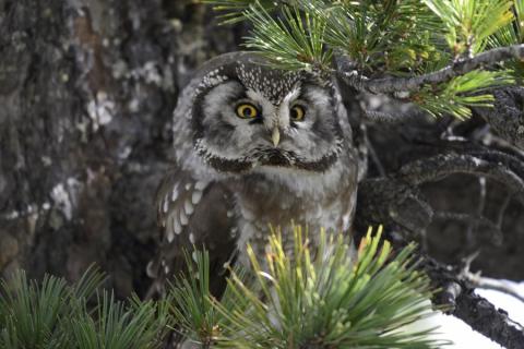 Voyage au coeur de la biodiversité nocturne_Guillaumes - Chouette de Tengmalm