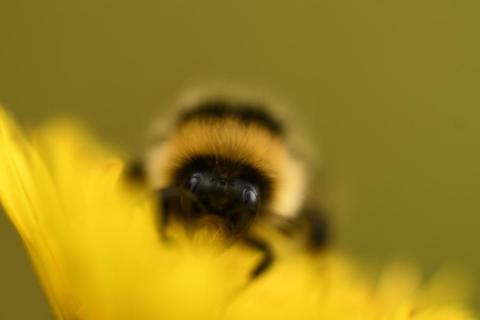 Lancement de l’Atlas de la Biodiversité Communale de Péone_Péone - Bourdon