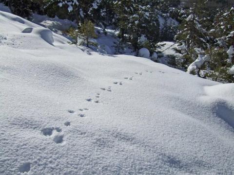 A la découverte des animaux de la montagne : les indices de présence_Saint-Étienne-de-Tinée