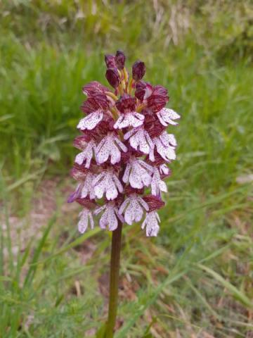 Orchis purpurea - Orchis purpurea