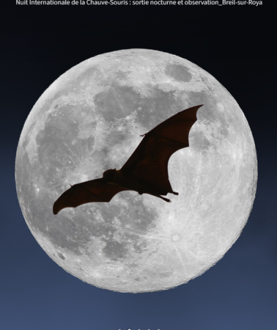Nuit Internationale de la Chauve-Souris : sortie nocturne et observation_Breil-sur-Roya - Nuit Internationale de la Chauve-Souris