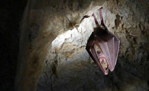 Nuit Internationale de la Chauve-Souris_Breil-sur-Roya - Grand Rhinolophe