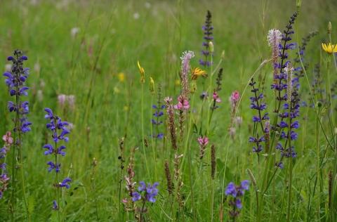 Les fleurs du Mercantour et le changement climatique_La Bollène-Vésubie - Prairie fleurie de l'étage montagnard avec de nombreuses espèces : sauge (Salvia), saintfoin (Ononbrychis), plantain (Plantago), salsifis (Tragopogon)