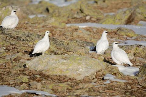 Le tétras-lyre et les galliformes de montagne_Saint-Martin-Vésubie - Lagopède alpin, (Lagopus muta), des lagopèdes en livrée hivernale dans les derniers jours de l'automne avec très peu de neige
