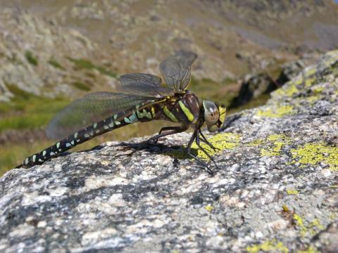 Découverte de la biodiversité du golf de Barcelonnette_Barcelonnette - Découverte de la biodiversité du golf de Barcelonnette_Barcelonnette