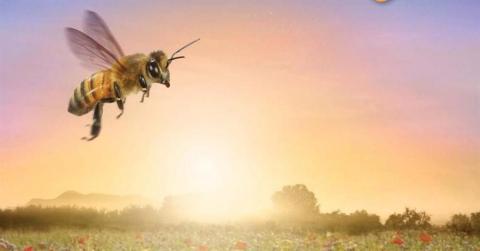 Soirée ciné nature "Etre avec les abeilles"_Tende - Etre_avec_lesl_abeilles