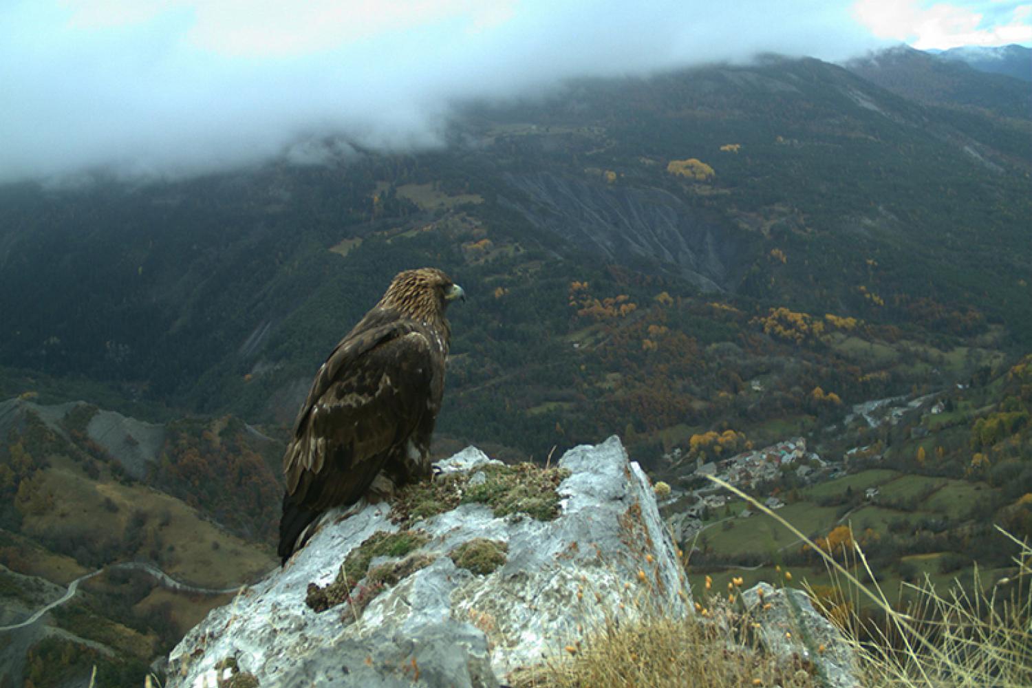 1-aigle-800px.jpg