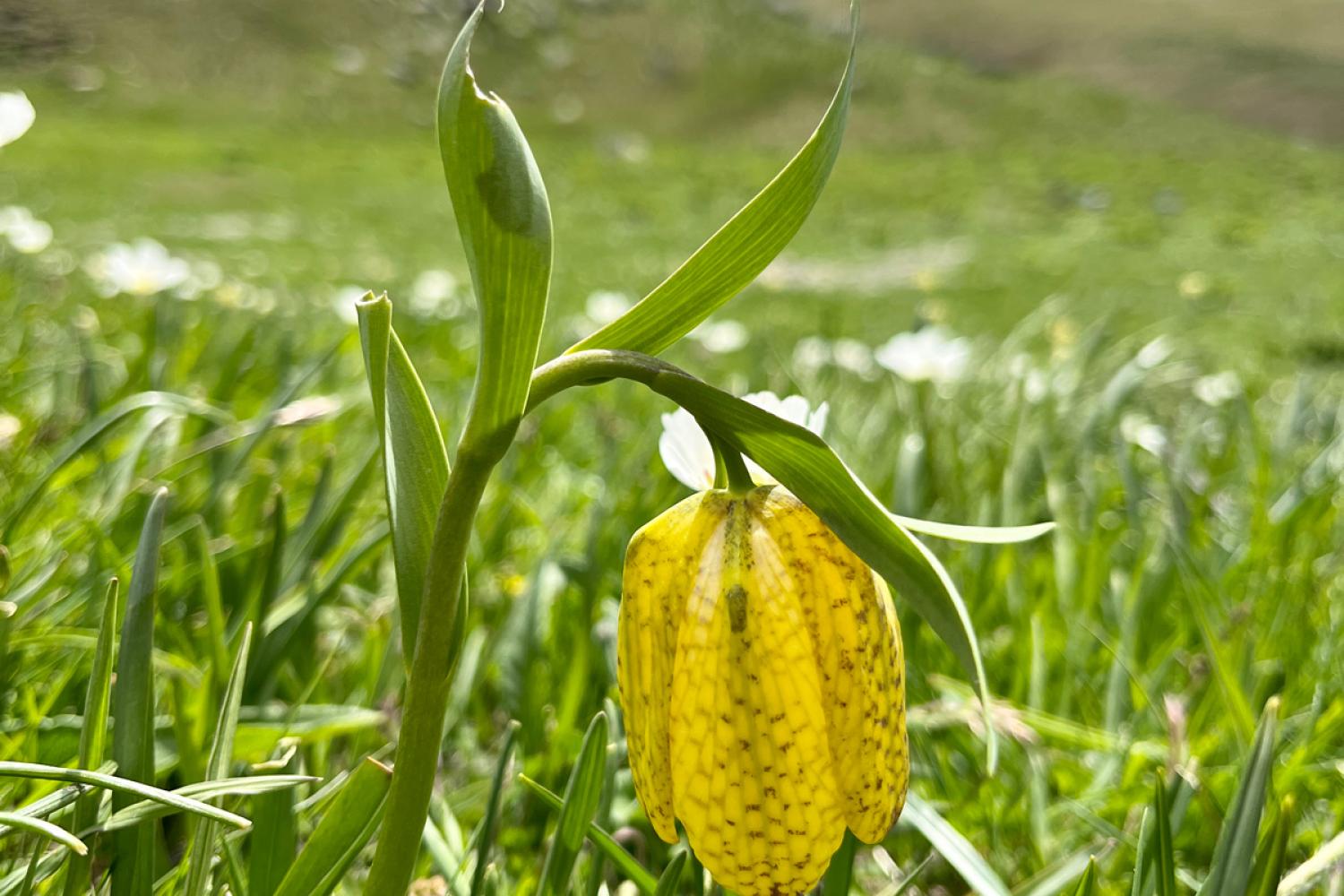 Fritillaire de Moggridge © C. Durand / PnM