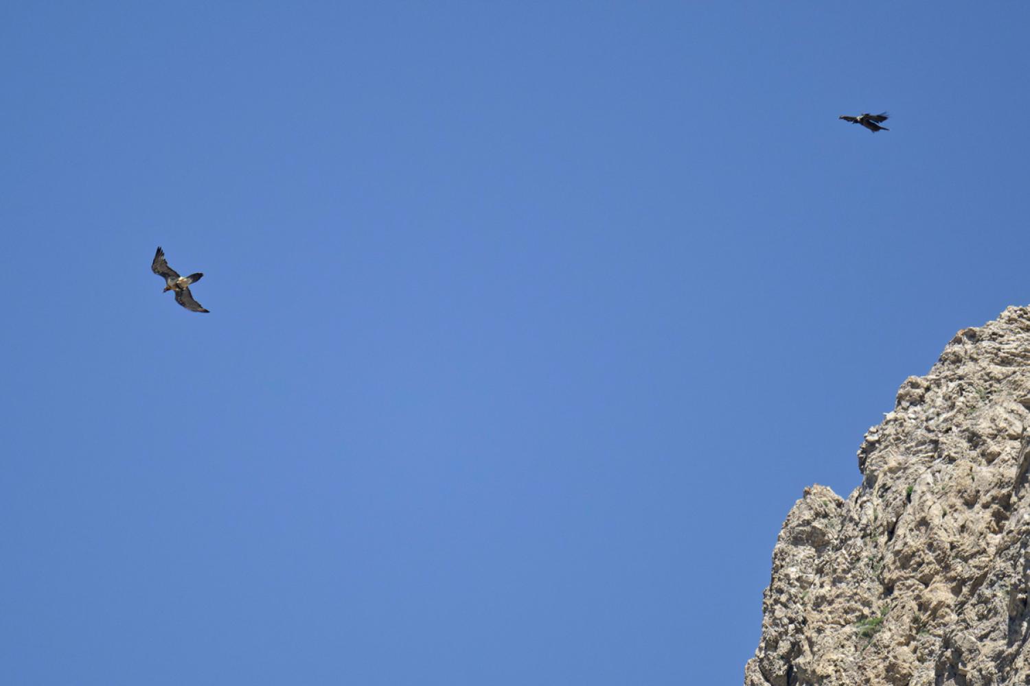 SOCHA, l’un des trois gypaètons nés dans le Mercantour en 2023 © P. Damiano