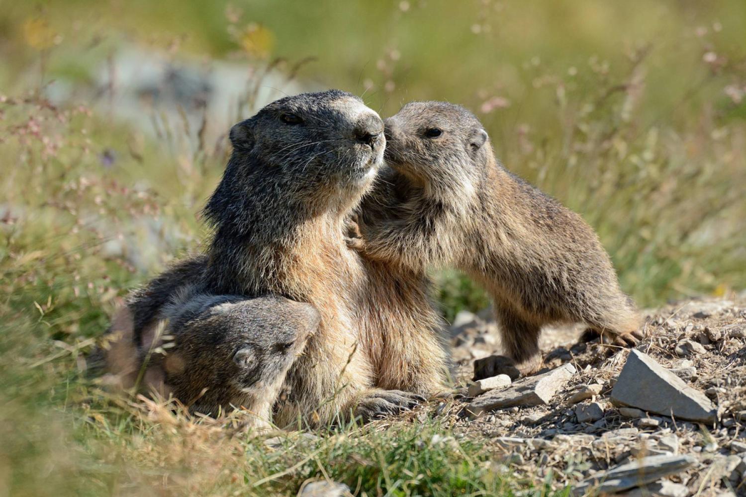 Marmottes © J. Blanc