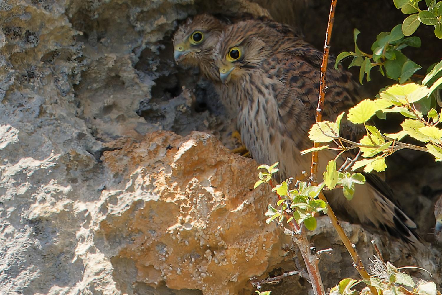 Faucons crécerelles © G. Ripoll