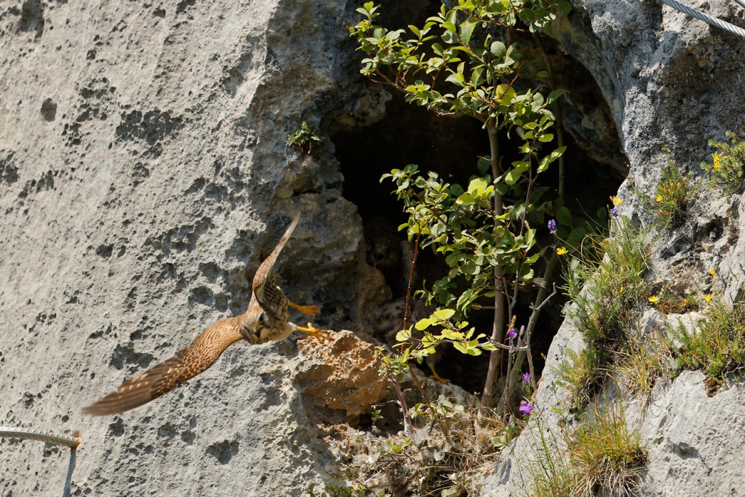 Faucons crécerelles © G. Ripoll