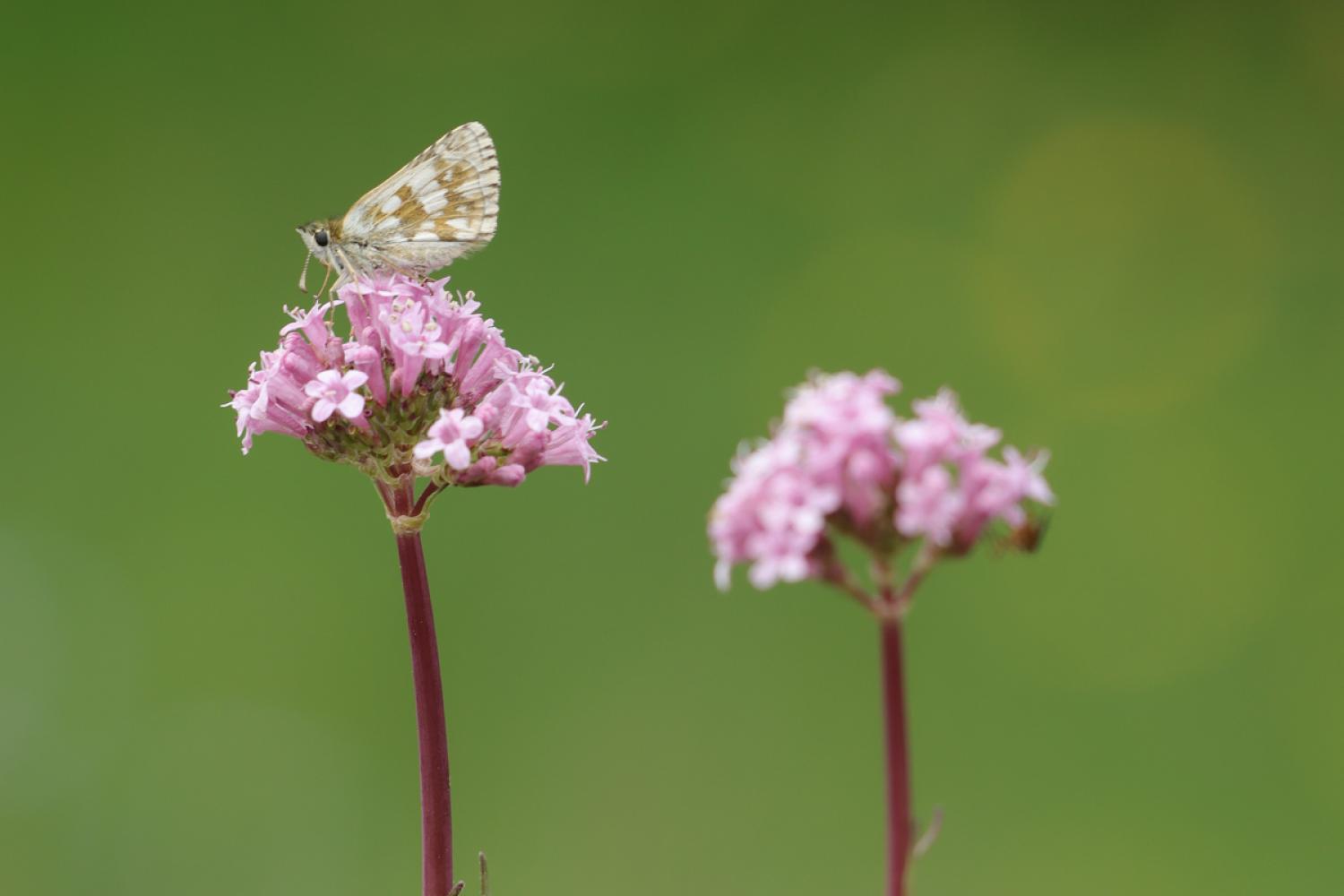 Papillon du genre Pyrgus et valériane © S. Roux / PnM