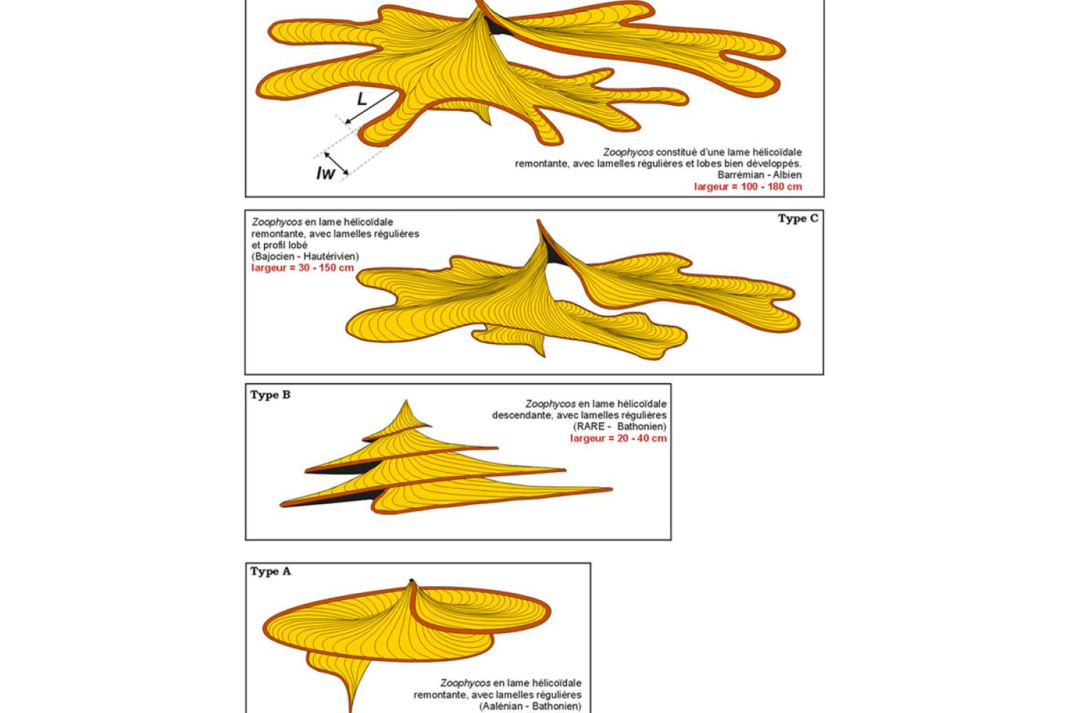 Types de Zoophycos © D. Olivero / Observatoire des Sciences de la Terre-Lyon