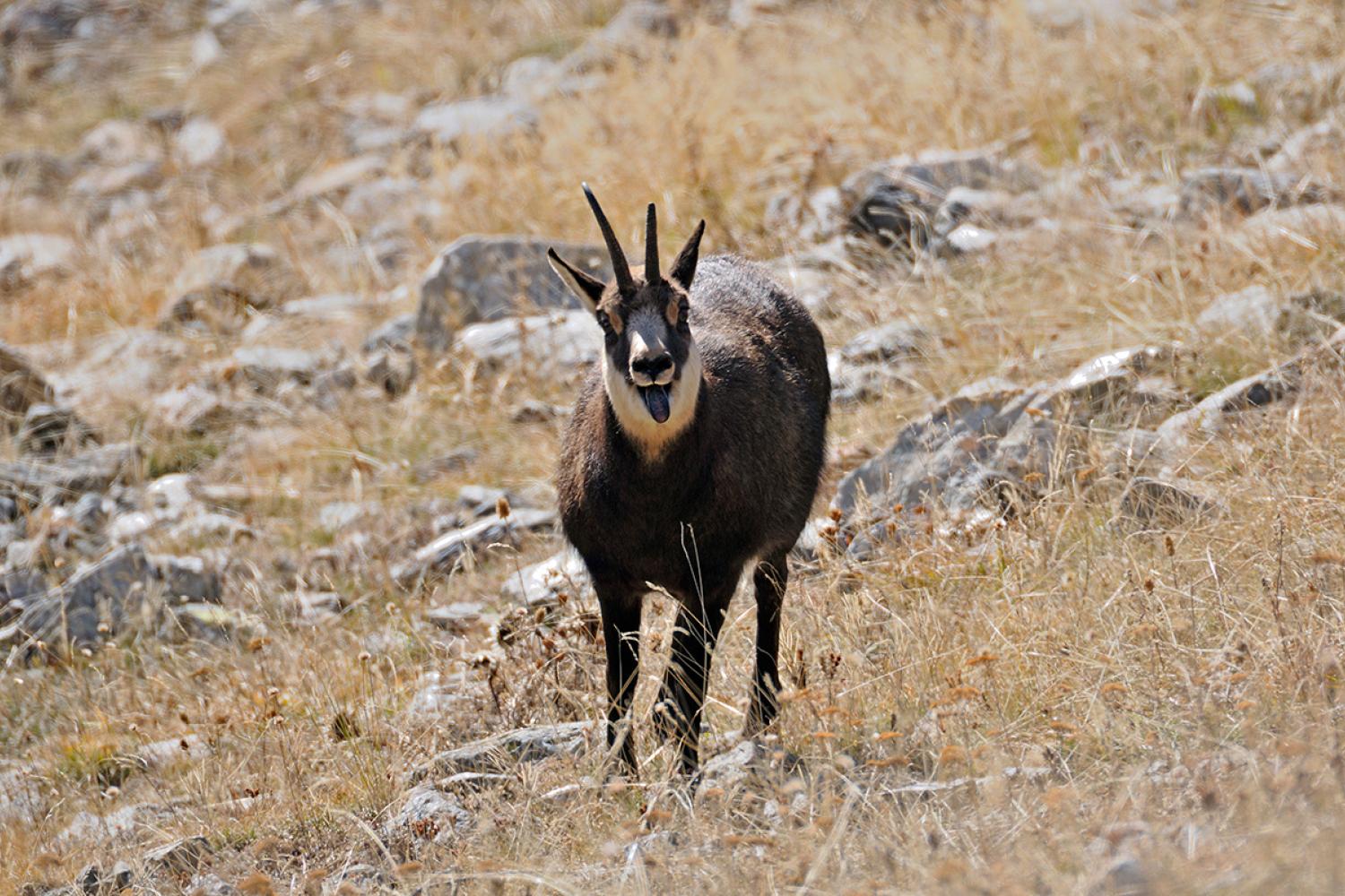 Chamois en rut © J. Blanc