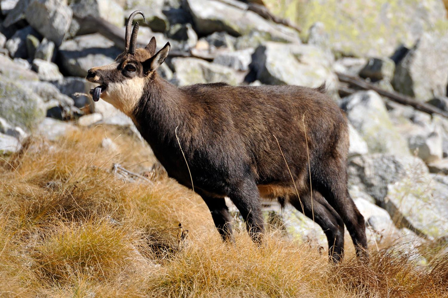 Chamois en rut © J. Blanc