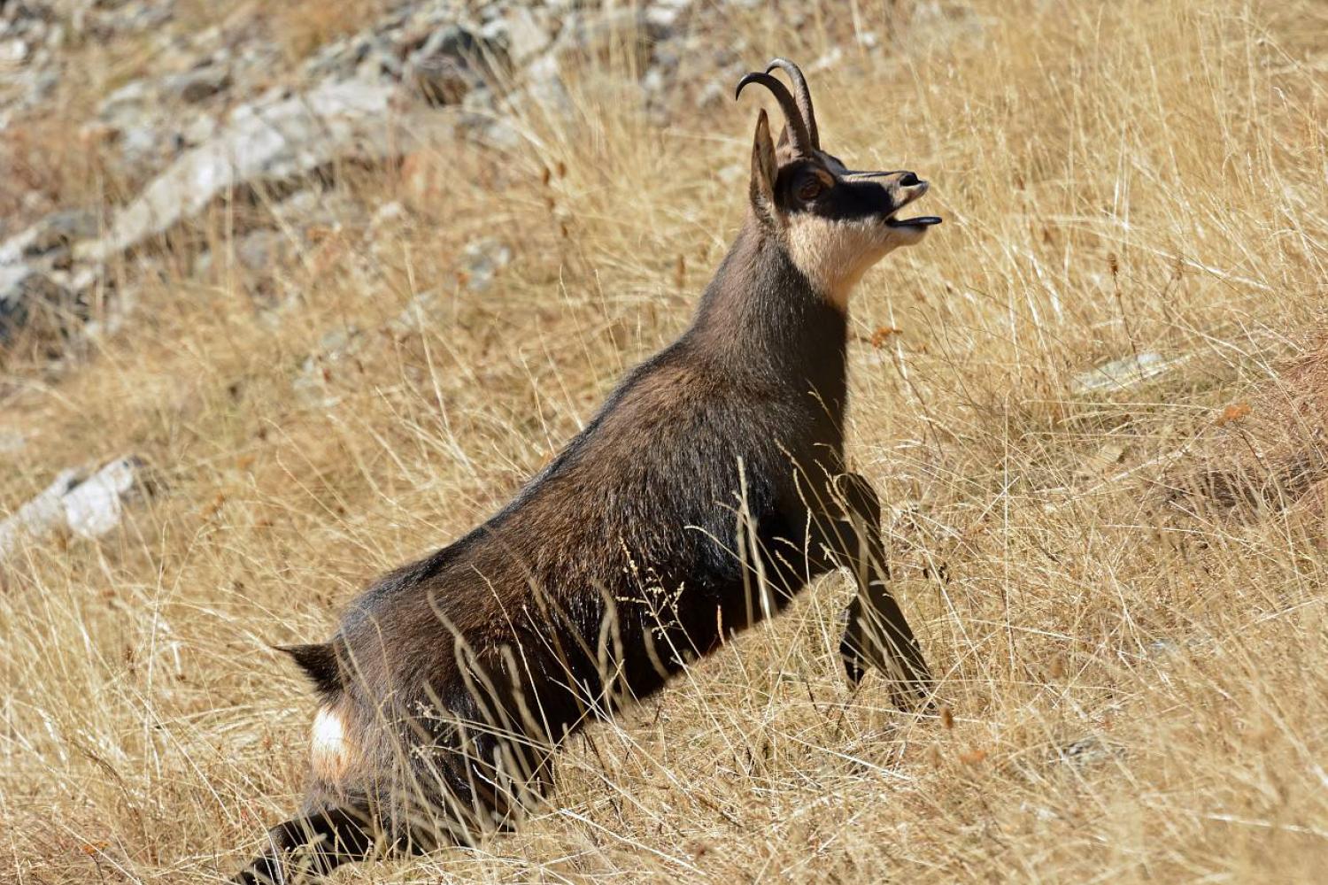 Chamois en rut © J. Blanc