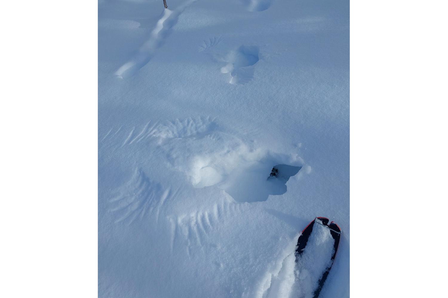 Un igloo de tétras lyre © R. Lacoste / PnM